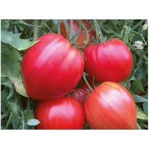 Tomate cœur de bœuf rouge