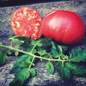 Tomate Gregory Altaï