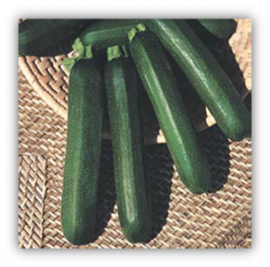 Courgette verte des maraichers