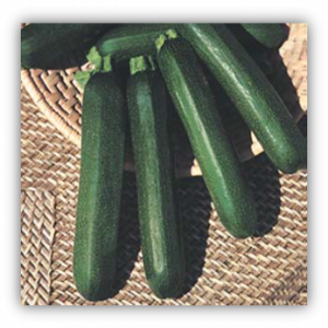 Courgette verte des maraichers