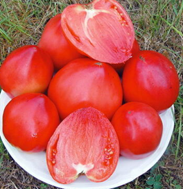 Tomate coeur de boeuf (Yasha Yougoslavian)
