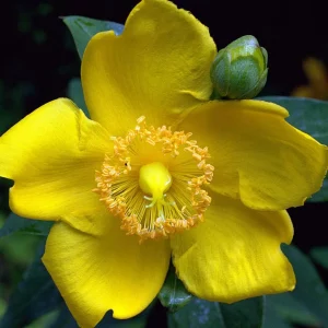 Millepertuis arbustif