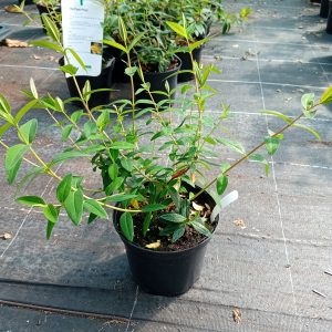 Millepertuis arbustif – Image 2