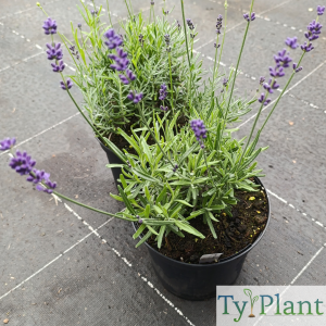 Lavande officinale Hidcote