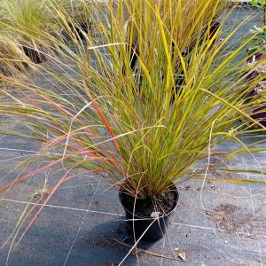 Stipa 'Pheasant Tail'