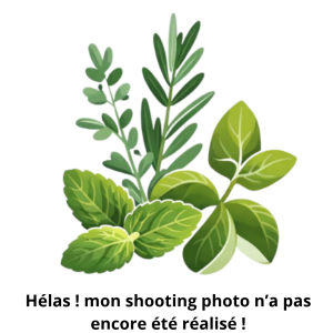 Agastache citron