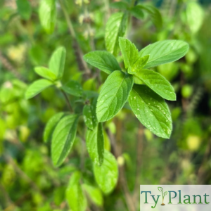 Basilic perpétuel Kapura Tulsi