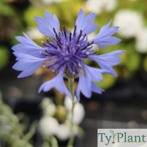Bleuet des champs