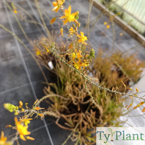 Bulbine