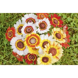 Chrysanthème tricolore