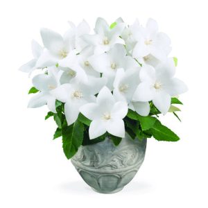 Campanule japonaise blanche
