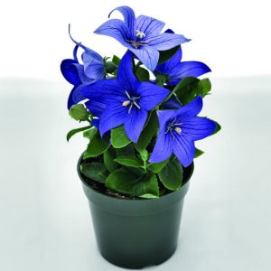 Campanule japonaise bleue