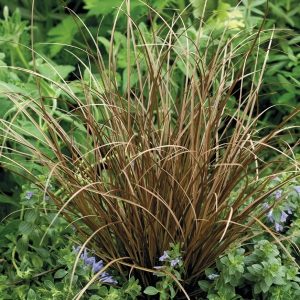 Carex