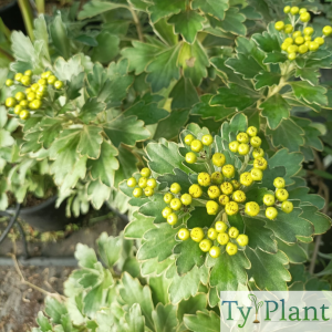 Chrysanthème du Pacifique