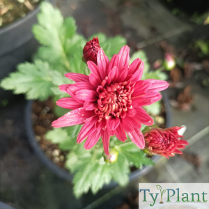Chrysanthème rouge