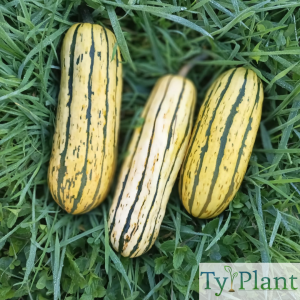 Courge Delicata
