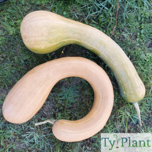 Courge Longue de Nice