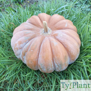 Courge Musquée de Provence