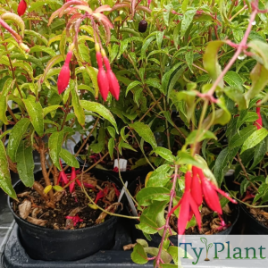 Fushia comestible