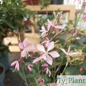 Gaura rose