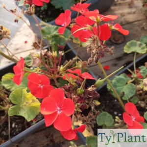 Géranium zonale rouge