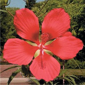Hibiscus