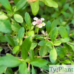 Lippia