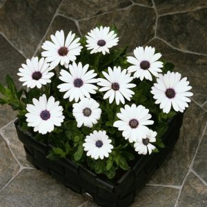 Marguerite du Cap blanche