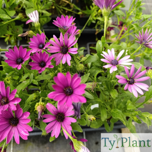 Marguerite du Cap violette