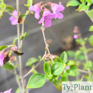Menthe d'Australie (Prostanthéra)