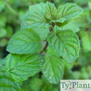 Menthe cassis