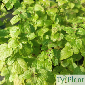 Menthe citron