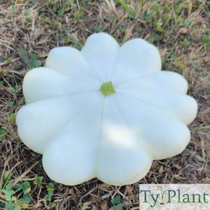 Pâtisson blanc