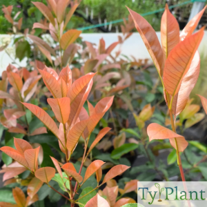 Photinia