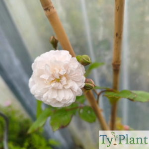 Rosier liane