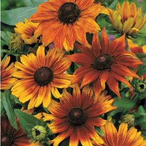 Rudbeckia Couleur d'automne