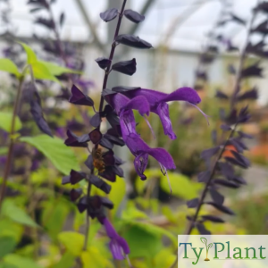 Sauge Amistad violet