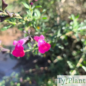 Sauge Pink Blush