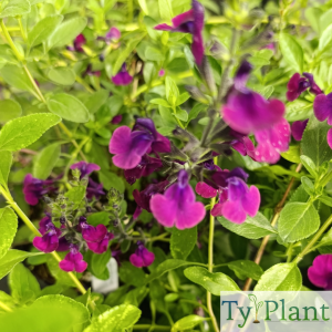 Sauge Violette de Loire