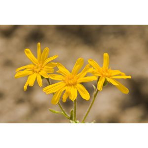 Arnica des montagnes
