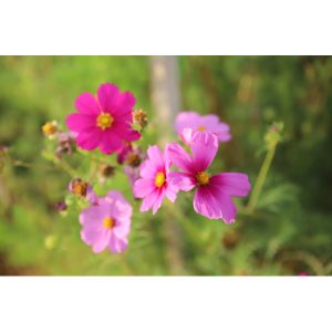 Cosmos Sensation