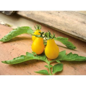 Tomate  cerise poire jaune