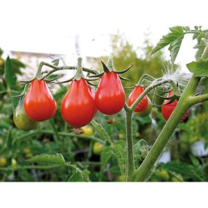 Tomate  cerise poire rouge