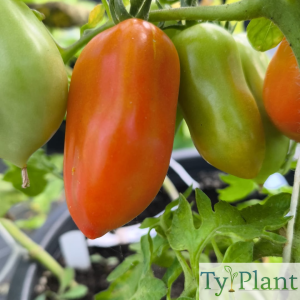 Tomate San Marzano
