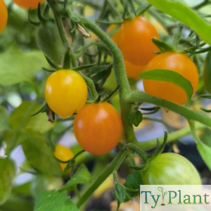 Tomate  cerise Clémentine