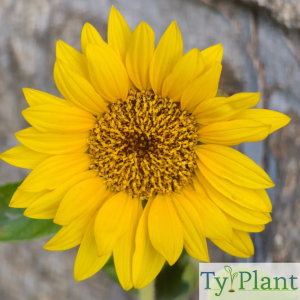 Tournesol
