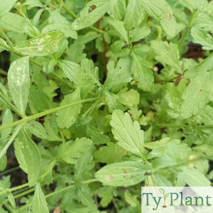 Verveine officinale