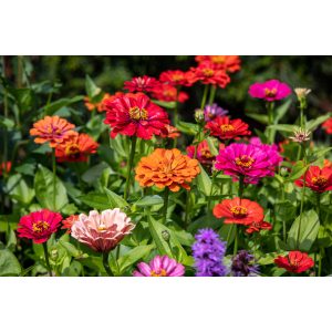 Zinnia