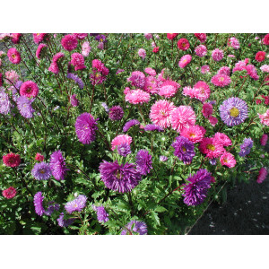 Aster de Chine à fleurs doubles