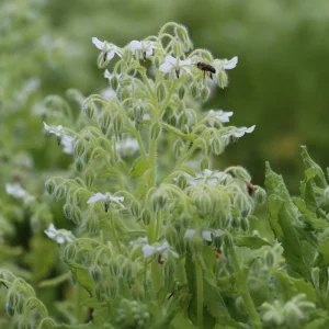 Bourrache officinale blanche
